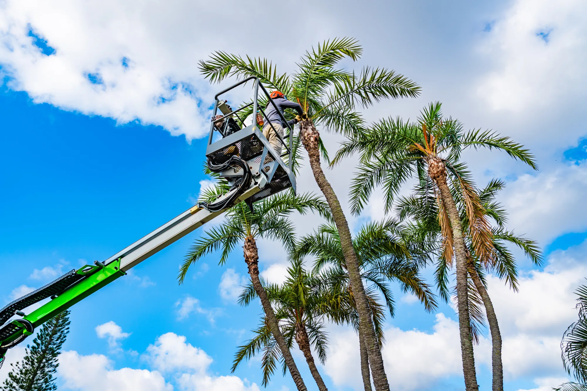 Tree care