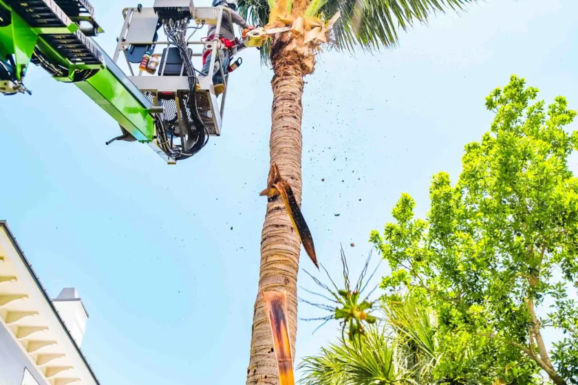 Delray Beach, FL Tree Services