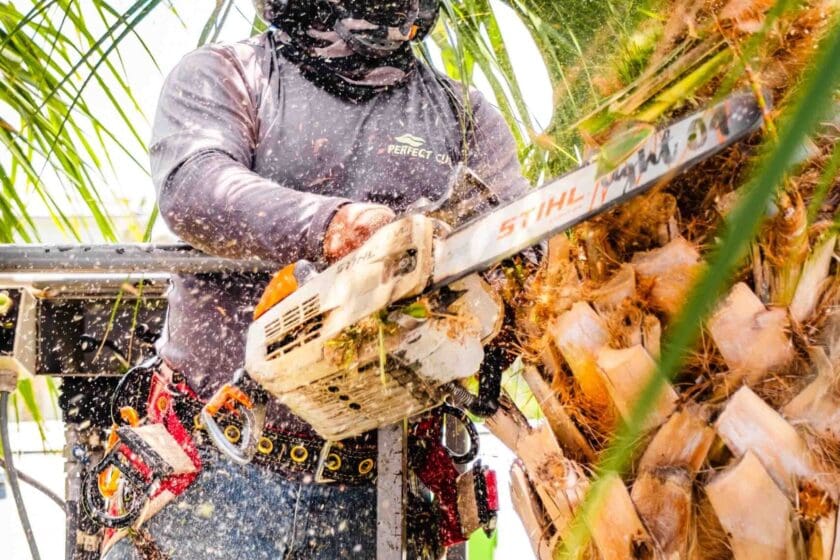 Manalapan, FL Commercial Tree Services