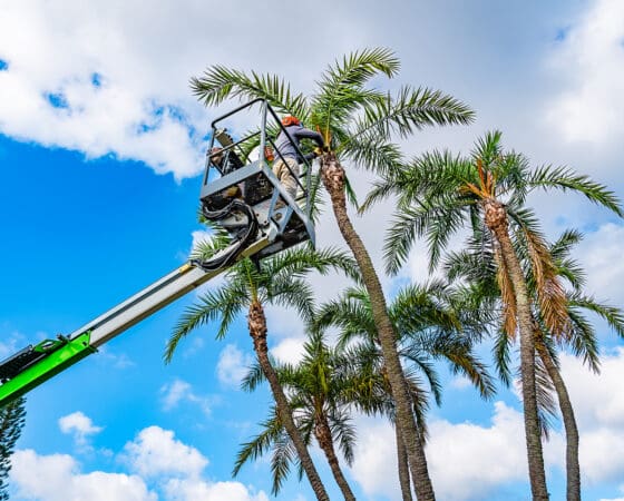 Greenacres, FL Tree Trimming