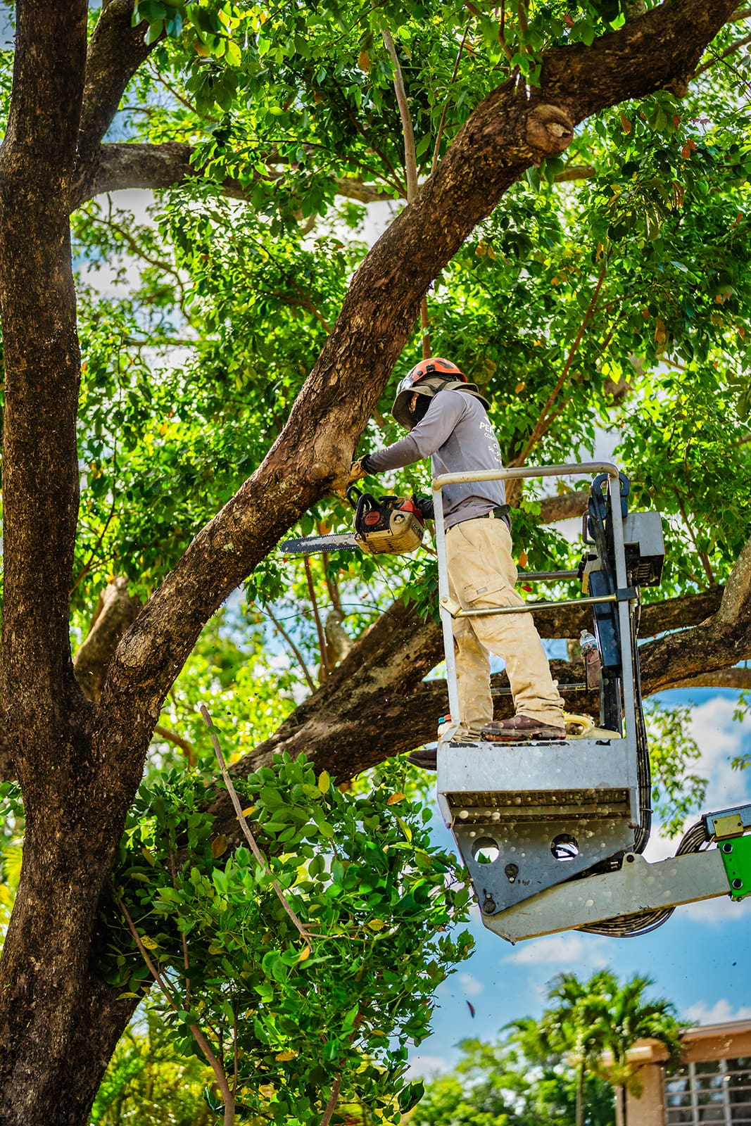 Delray Beach, FL Tree Trimming Delray Beach, FL Tree Trimming