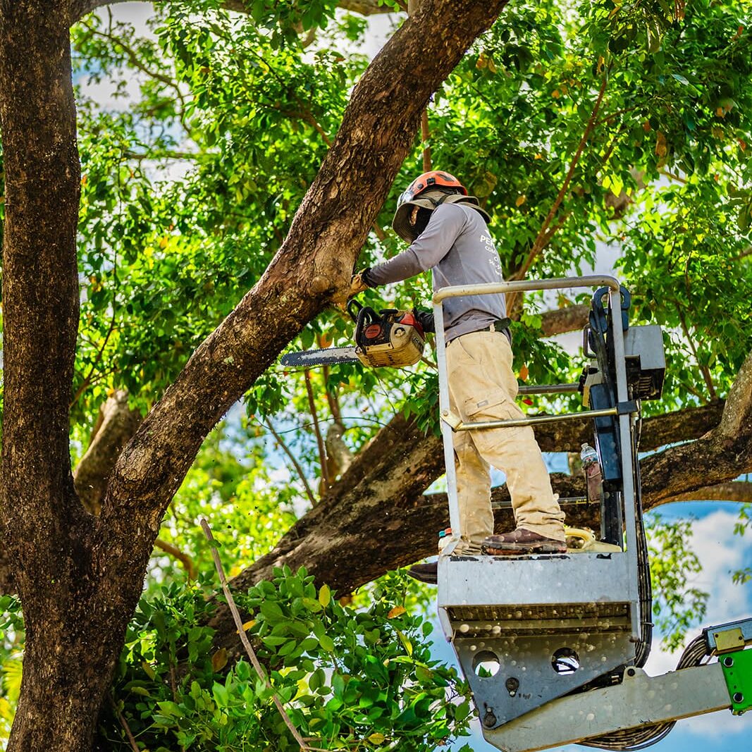 Manalapan, FL Tree Trimming Manalapan, FL Tree Trimming