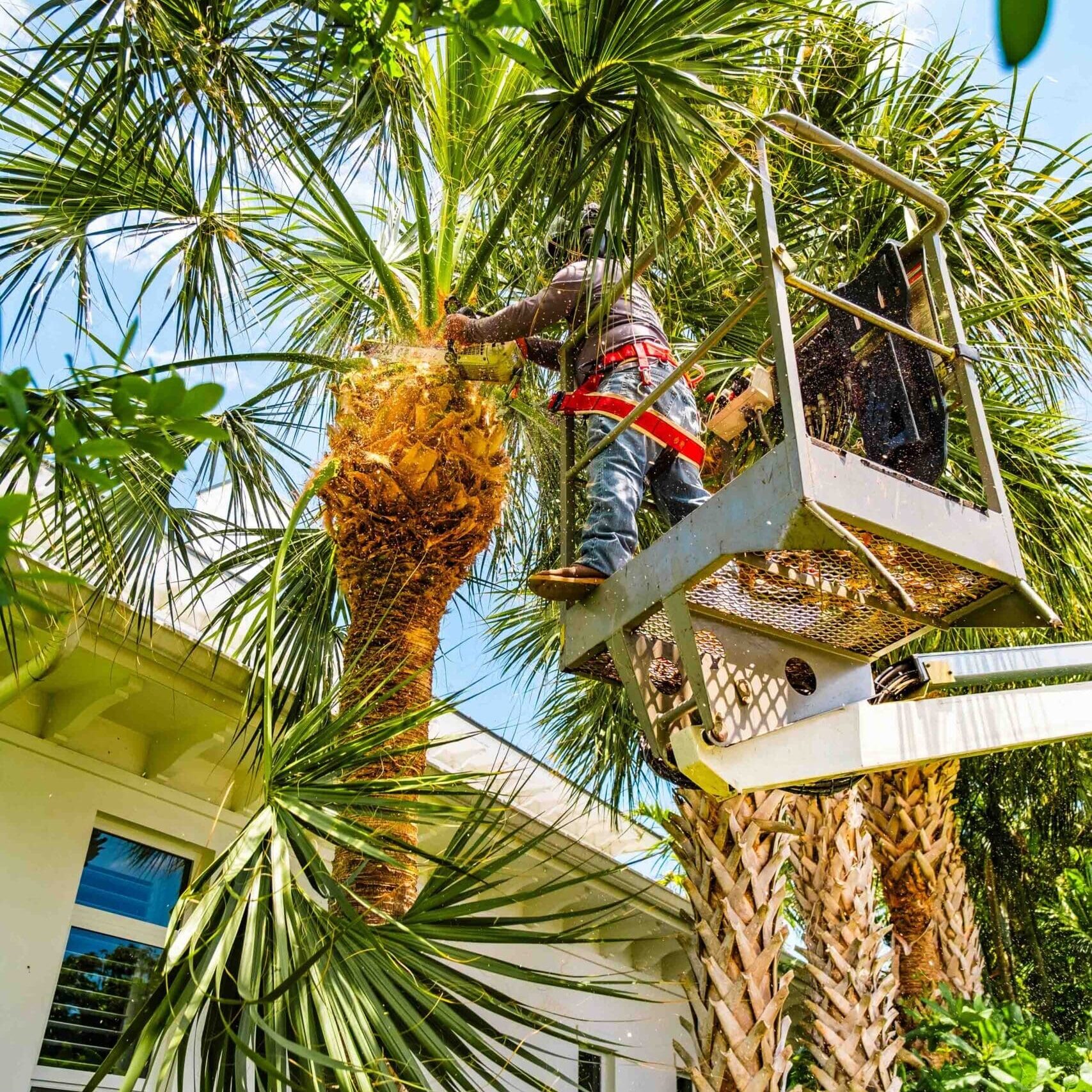 Palm Beach, FL Commercial Tree Services