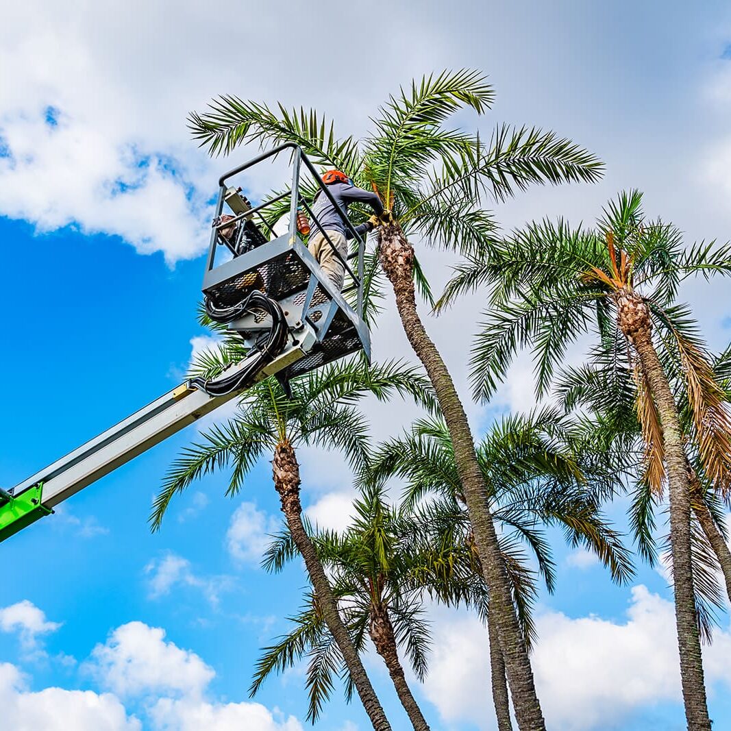 Greenacres, FL Tree Trimming
