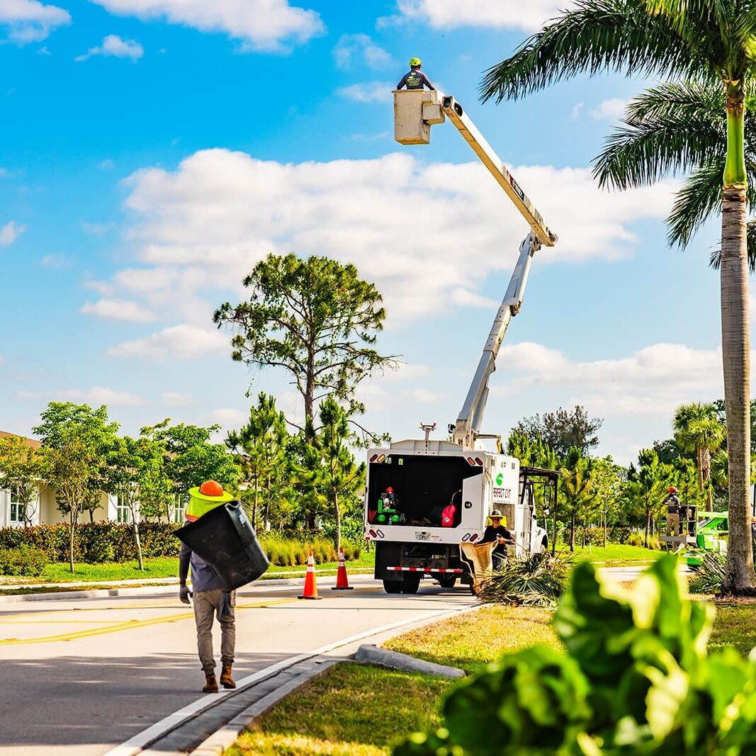 West Palm Beach, FL Tree Trimming West Palm Beach, FL Tree Trimming