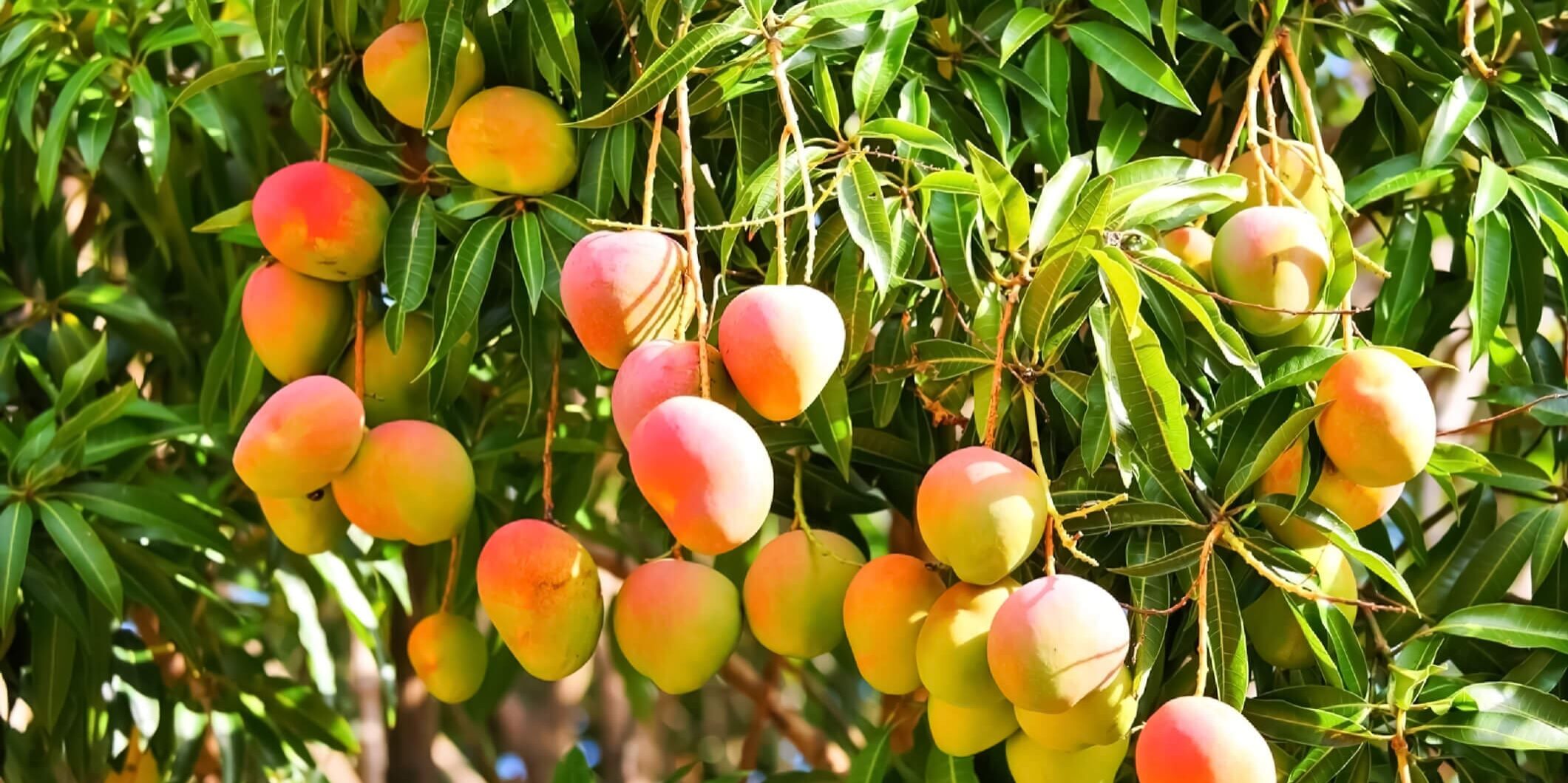 mango tree mango tree